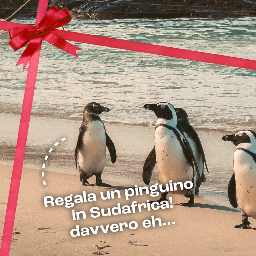 03_Pinguini.webp